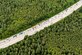 Autos auf einer Straße, die durch den Wald führt. Aus der Vogelperspektive.