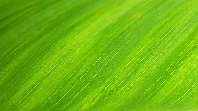 Grünes Blatt Makroaufnahme