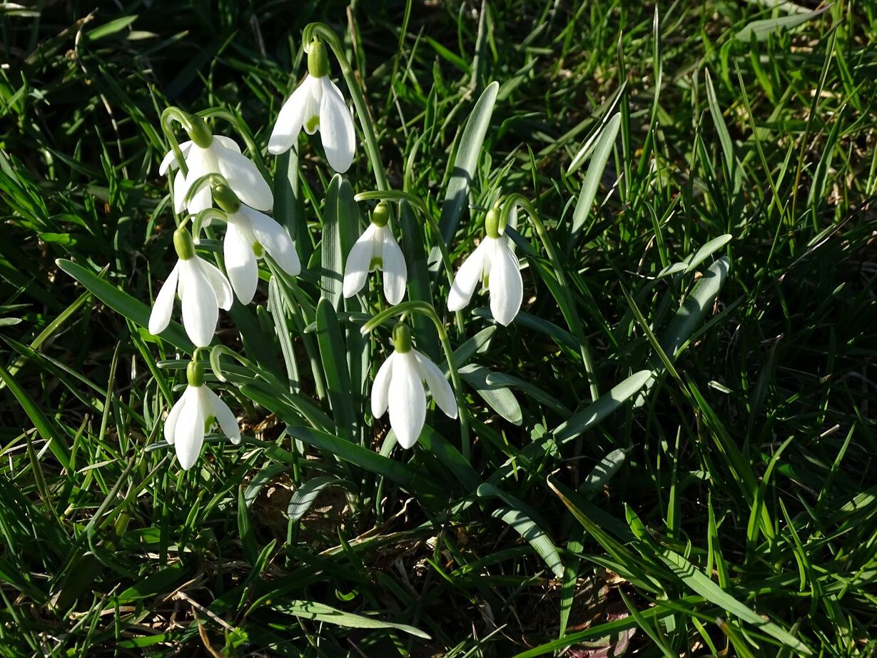 schneeglöckchen